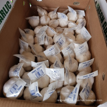 QUALITY FRESH GARLIC HOT SALES